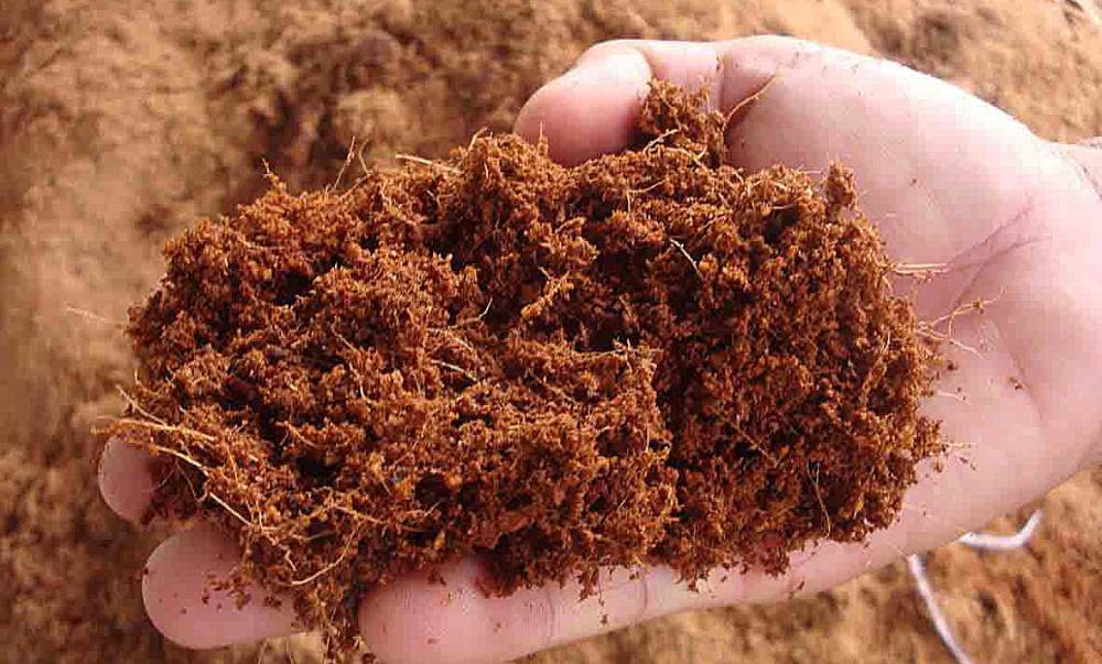 Vai trò của vùng trồng dừa khô trong chuỗi cung ứng nông sản